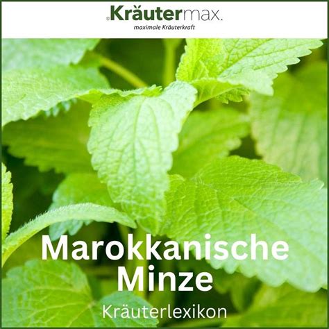 Marokkanische Minze – Ein Heilkraut für Gesundheit,。